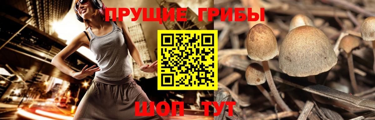 Псилоцибиновые грибы мицелий  Вход с VPN  Десногорск 